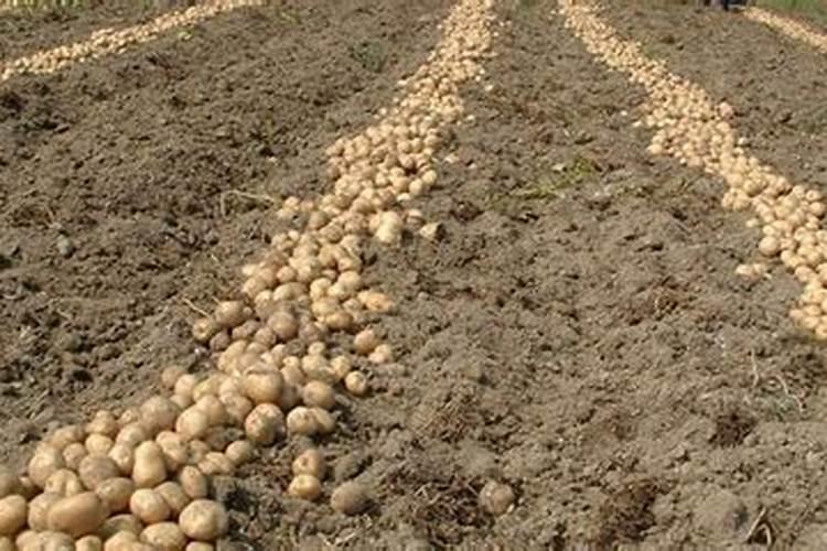 土豆的种植技术及施肥方法
