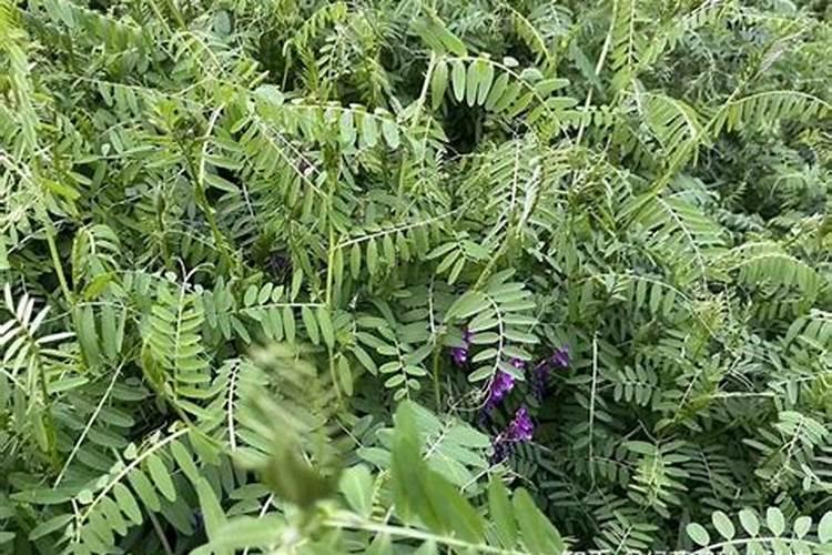 冬天月季施什么肥最好 施对了开花不断