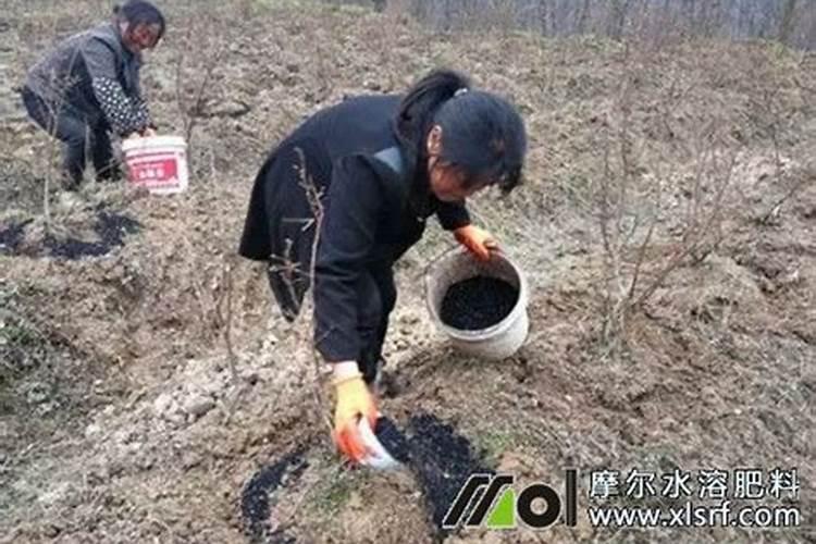 大豆初期叶面肥掺多少尿素合适