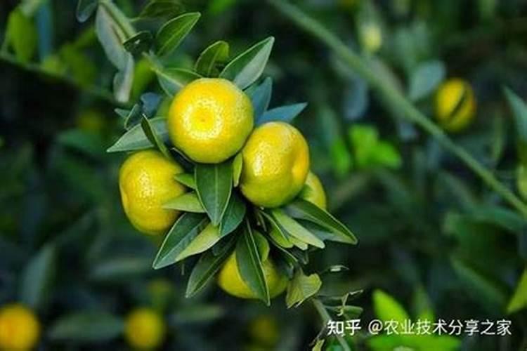 葡萄转色期用高磷肥能行不 葡萄上色期施肥注意事项