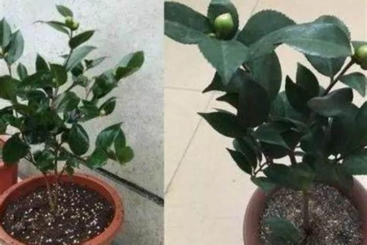 秋季怎样给茶花施肥