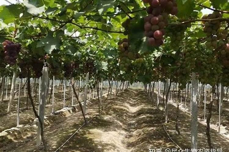 葡萄增甜靓果追施肥哪种好？冲施矿源什么时候合适