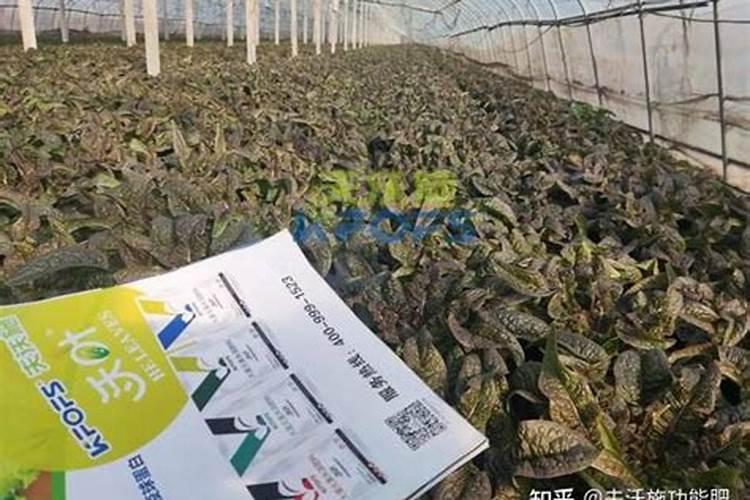 果树补钙的最佳时间 一年需要补钙几次