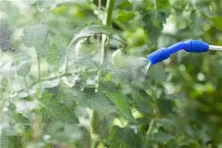 玉米多喷几遍叶面肥能预防大斑病吗？