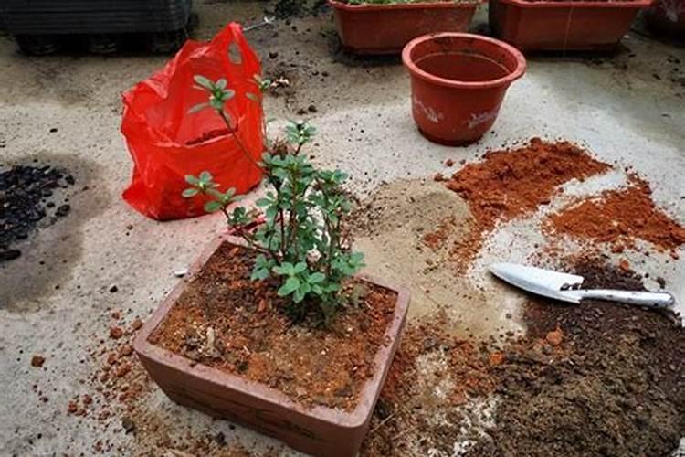 杜鹃花如何施肥、浇水、换土