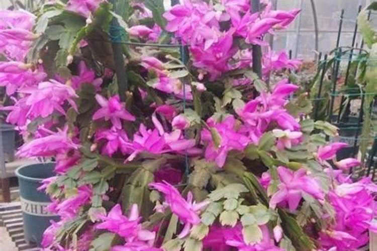 蟹爪兰用什么肥料最好