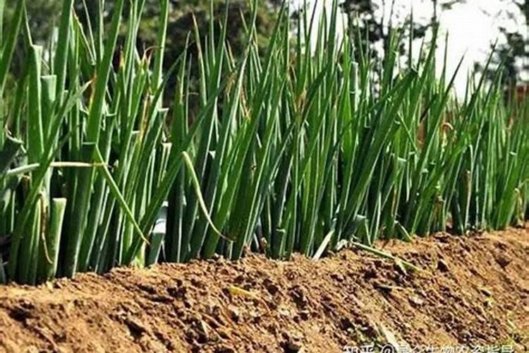 大葱用什么肥料长的快？腐植酸水溶肥助增收