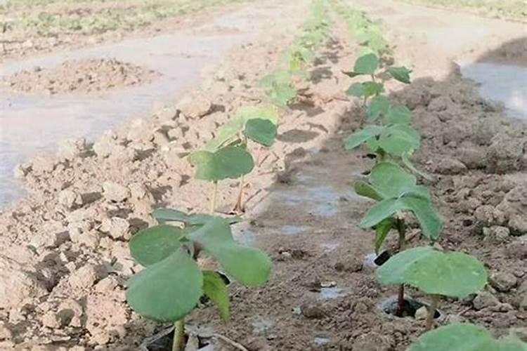 棉花头水滴什么肥料