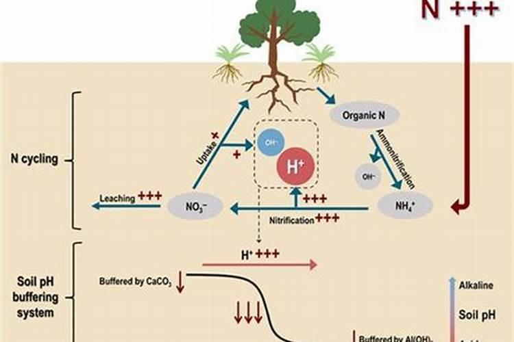 过量施肥会导致土壤酸化吗