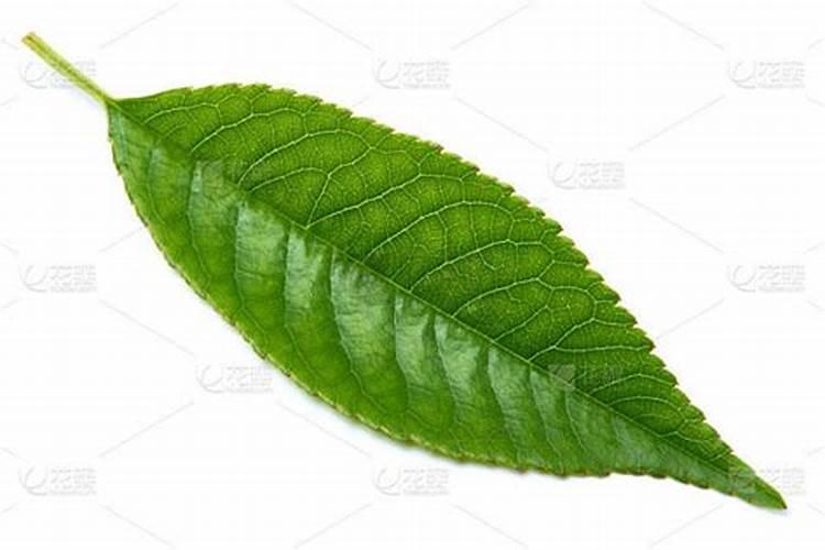 樱桃花期喷什么药坐果