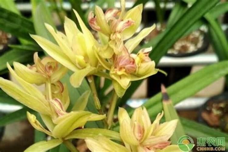 兰花花期如何管理