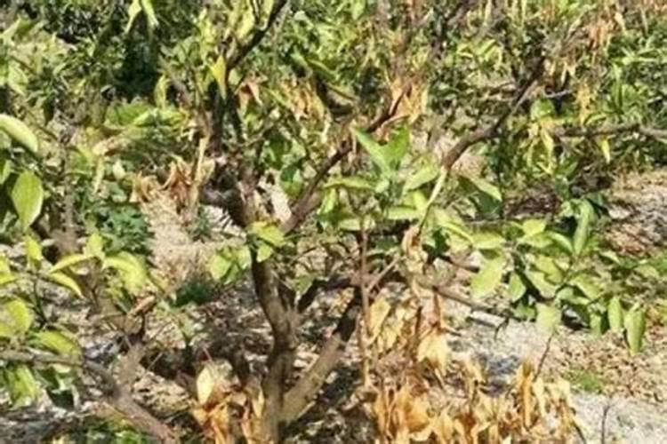 复合肥淋菜后多久能确保安全食用？