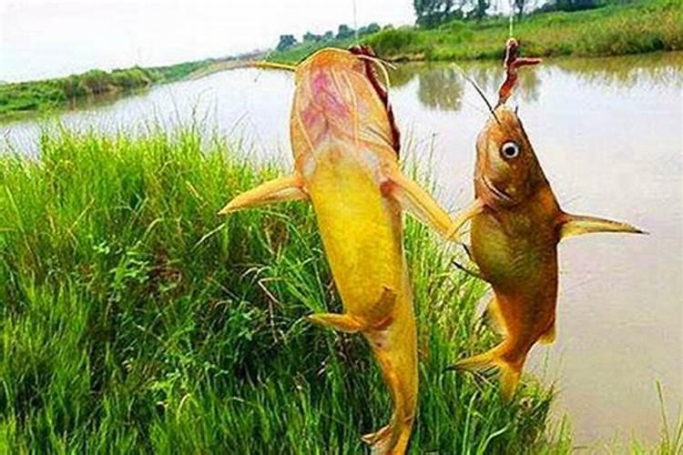 怎样制作鸡粪有机肥