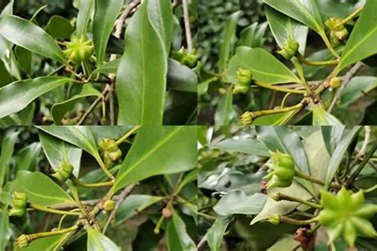 怎样自制腐殖土:方法步骤分解