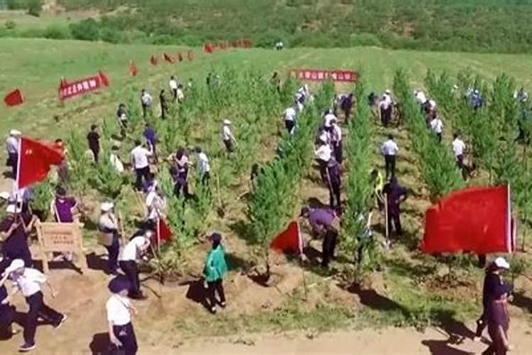 沙漠种树怎么种的 沙漠种树怎么赚钱