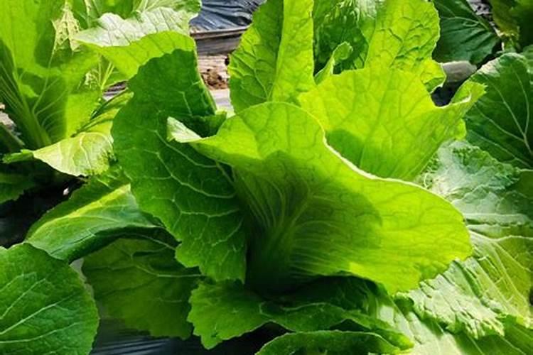 叶面肥的使用方法