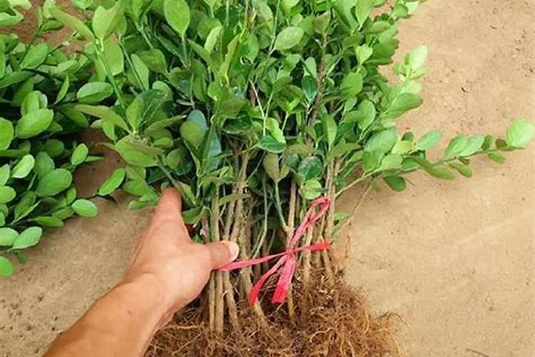 只长叶不开花缺什么肥,种花草用什么土和肥料