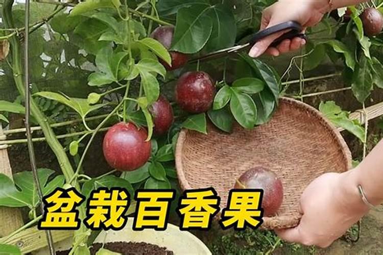 百香果能用磷酸二氢钾喷吗 这样用效果很不错!