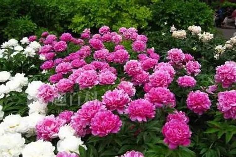 五月脆李种植技术