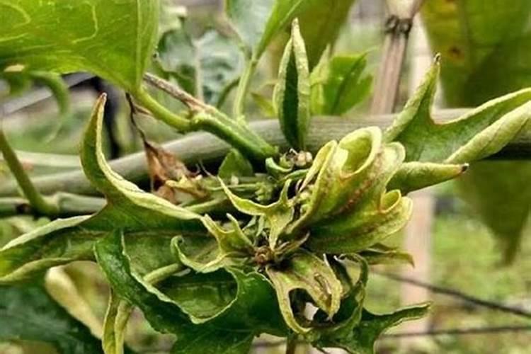 百香果不开花怎么办