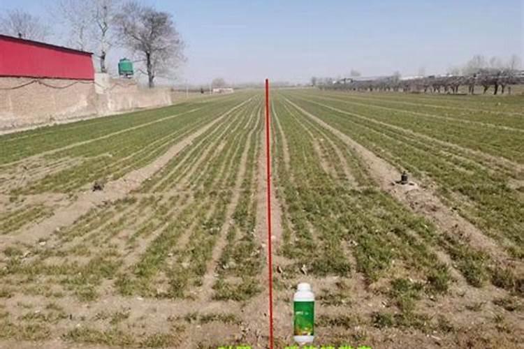 桃花盆栽施肥方法 桃花什么时候施肥