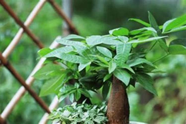 洋葱用什么化肥好？