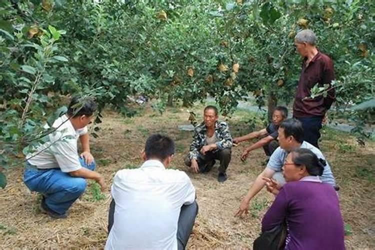 苹果基肥什么时间施