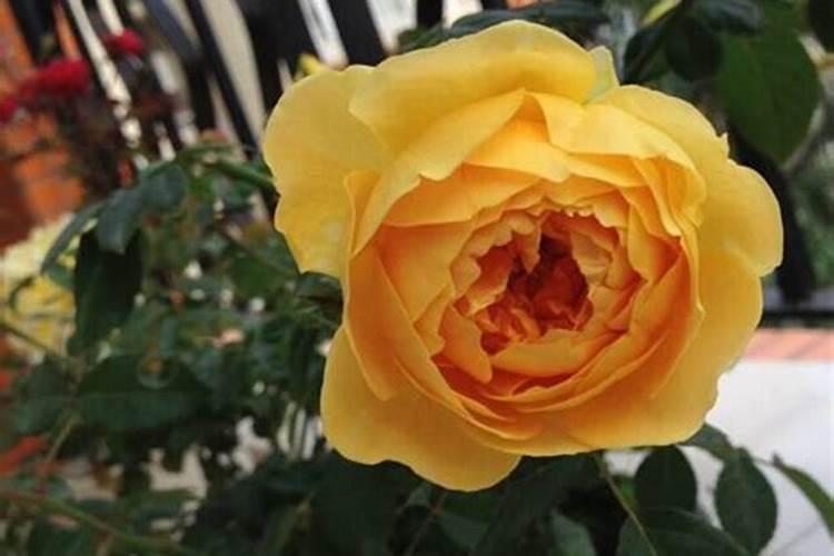 绿萝要施什么肥