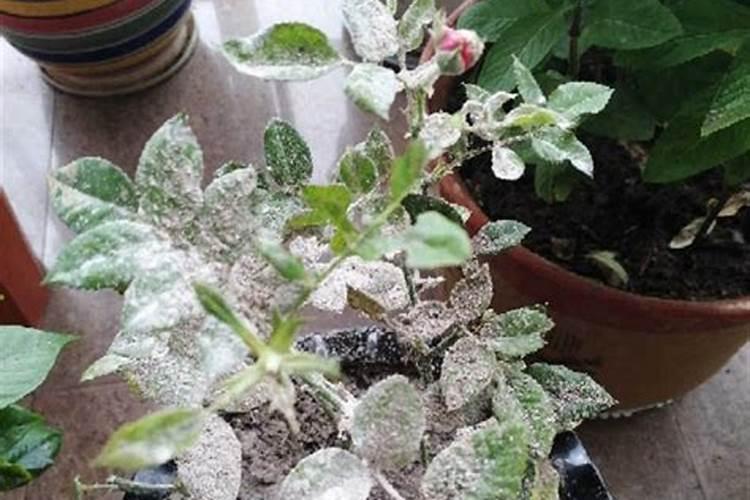 如何使用芸苔素