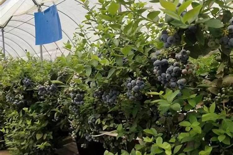 甲维虫螨腈虱螨脲主要打哪些虫,对人有危害吗