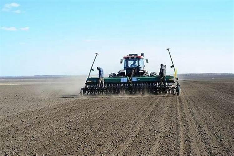 栀子花叶片发黄掉落后还能长出新叶吗