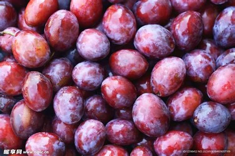 三角梅多久浇一次水,三角梅浇水方法