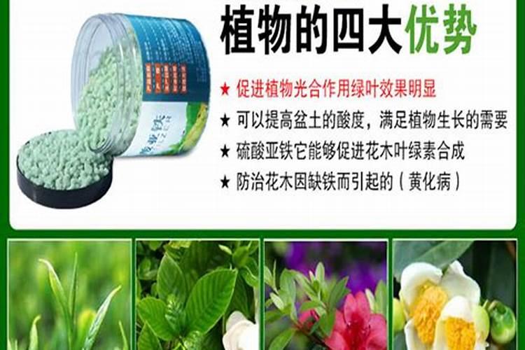 小麦为什么要喷锌肥 小麦缺锌的危害及喷锌方法