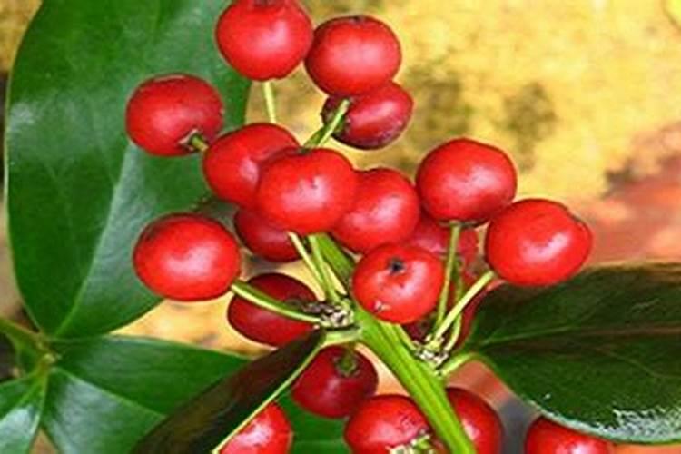 西瓜地里可以上草木灰吗