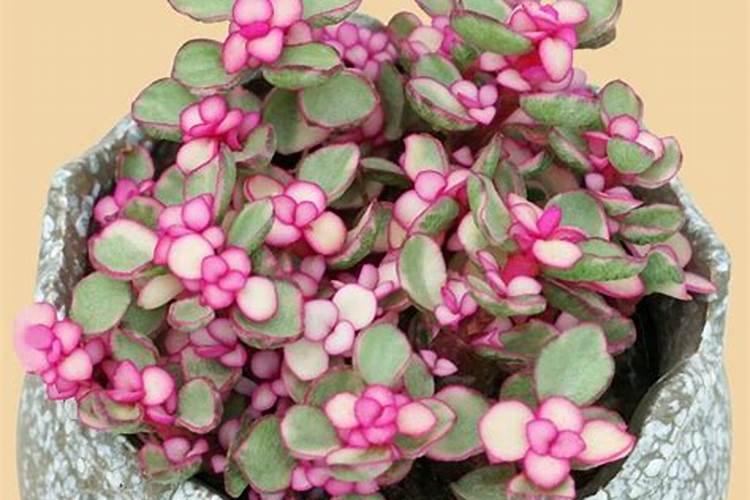 在养殖雅乐之舞的过程中要注意些什么？