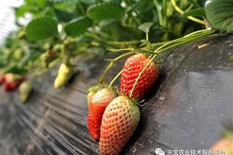 草莓施肥时间和方法