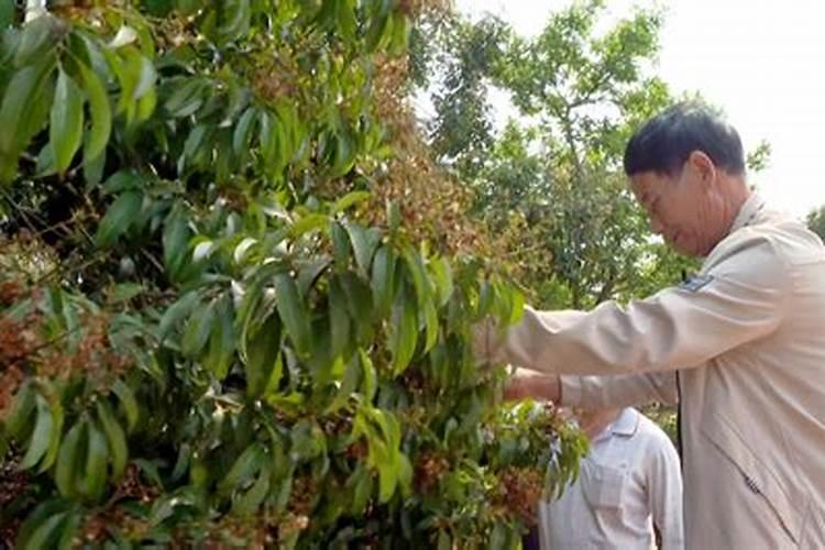 怎么给鱼缸里的水草施肥