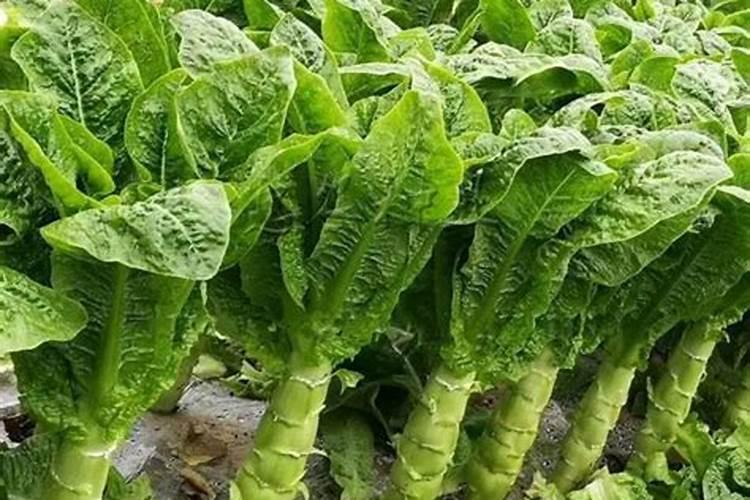 家用化肥哪个是磷肥