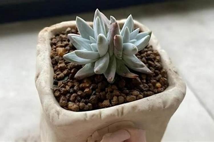 多肉植物能喷磷钾肥吗