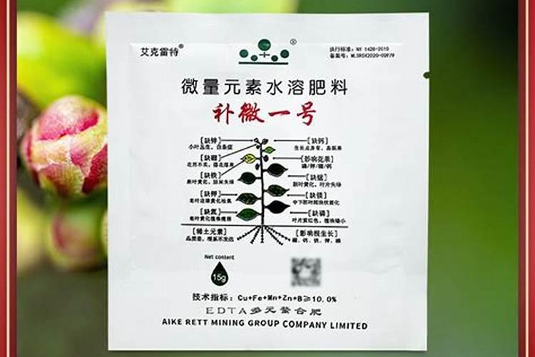 月季春天怎么施肥