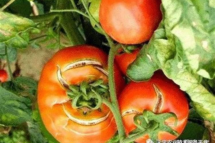 辣椒粉品牌排行榜