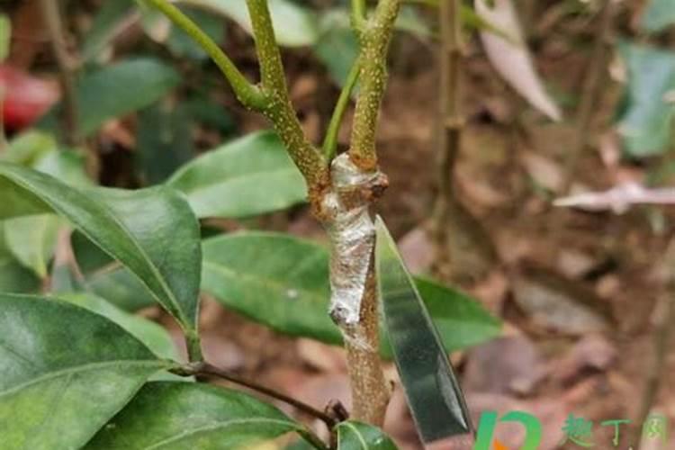 柚子树嫁接时间和方法？
