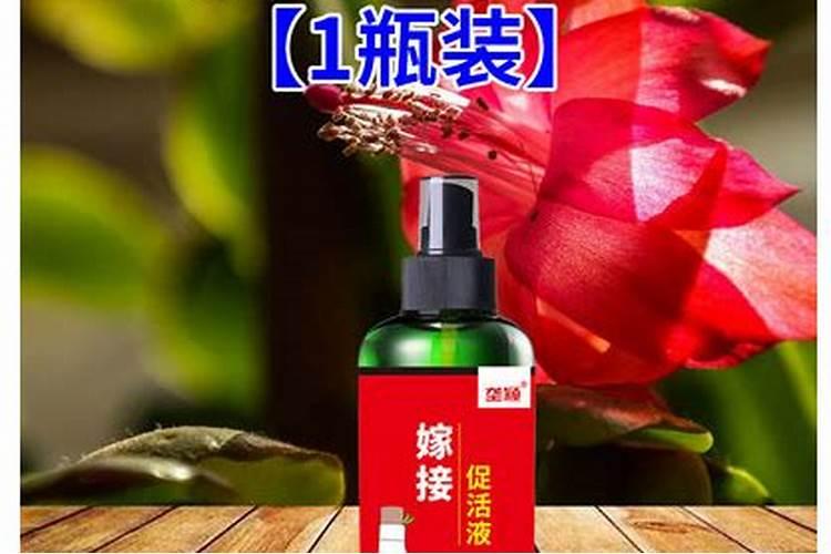 刚嫁接好的树桩月季插土里,需要马上浇水吗？