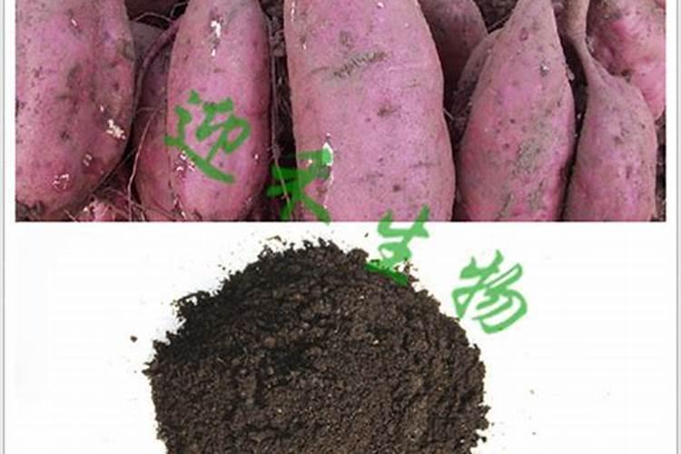 栽红薯用什么肥料更高产