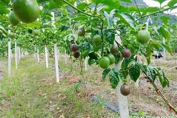 百香果如何施肥？百香果施肥方法