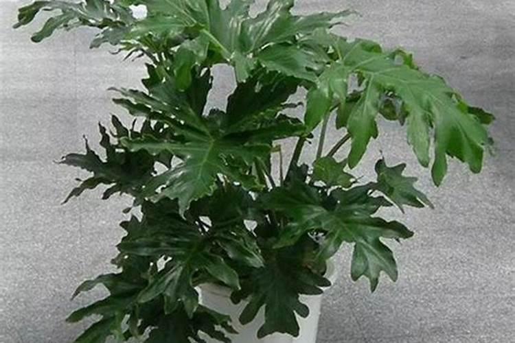 怎么治香樟树白化病