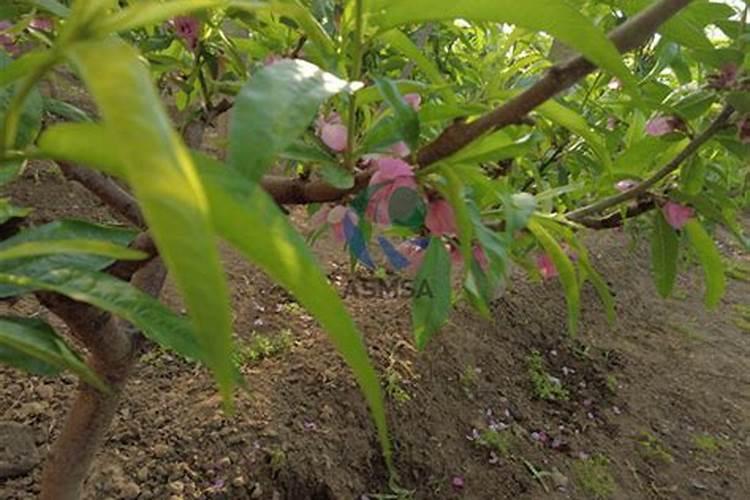 桃树种植全年施肥注意事项？桃树怎么施肥有助于高产？