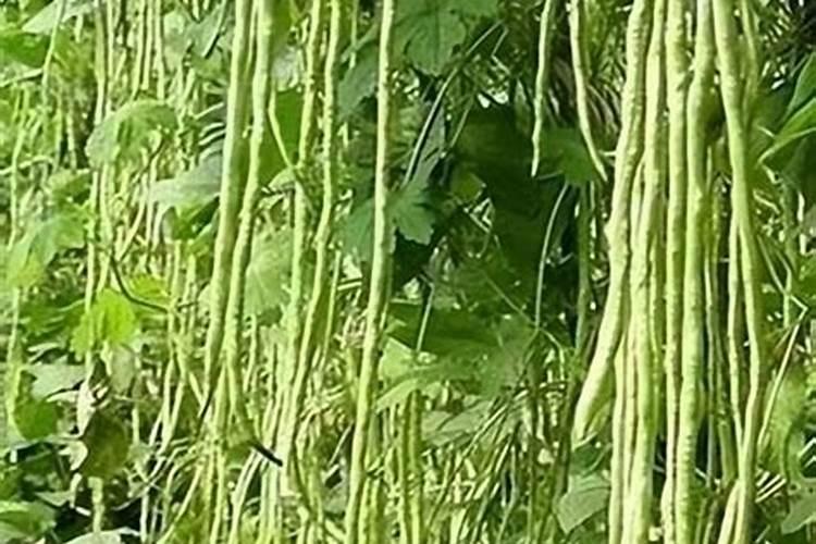 腐植酸生产厂家