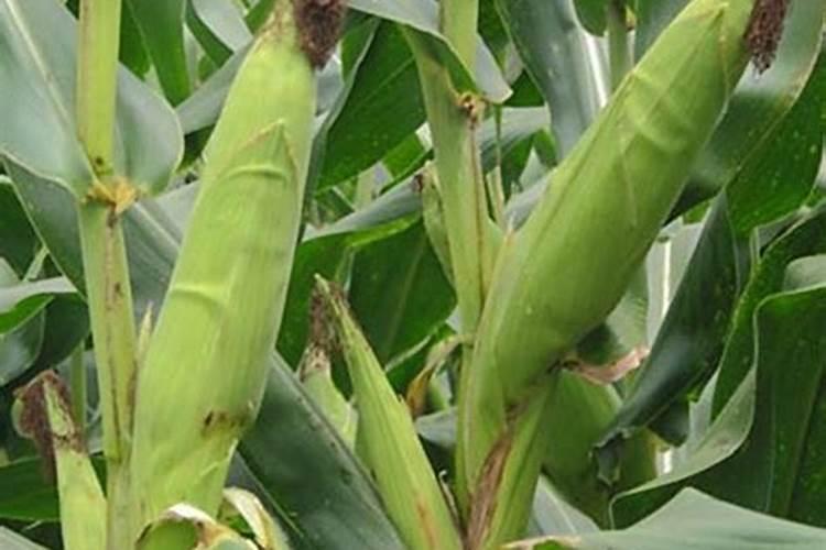 直播卖水溶肥利润空间怎么样啊