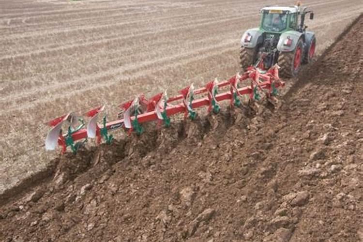 橘子树用什么肥好 施肥方法有哪些